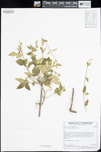 Image of Bouvardia cordifolia