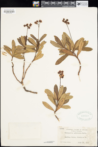 Chimaphila umbellata image