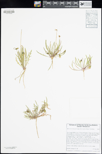 Microseris douglasii subsp. platycarpha image