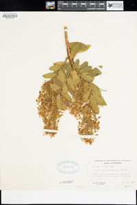 Leucothoe davisiae image