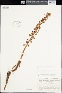 Pterospora andromedea image