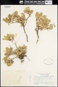 Vaccinium cespitosum image