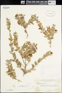 Vaccinium ovatum image