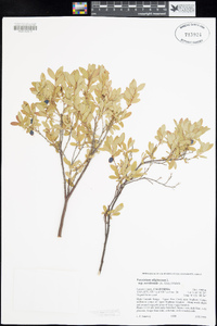 Vaccinium uliginosum subsp. occidentale image