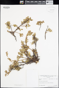 Vaccinium uliginosum subsp. occidentale image