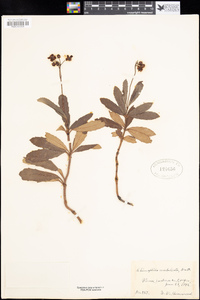 Chimaphila umbellata image