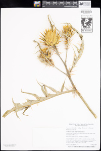 Cynara cardunculus subsp. flavescens image