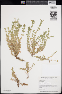 Lysimachia arvensis image