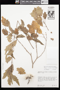 Image of Populus ilicifolia