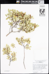 Quercus cornelius-mulleri image