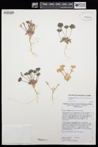 Draba cuneifolia image