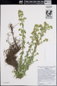 Origanum vulgare image