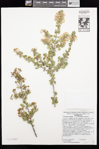 Ceanothus pauciflorus image