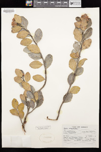 Rhus integrifolia image