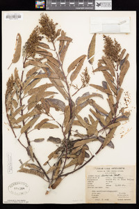 Malosma laurina image