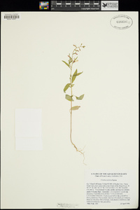 Clarkia modesta image