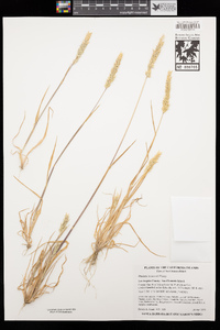 Phalaris lemmonii image