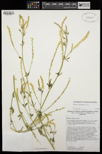 Melilotus officinalis image