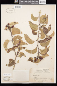 Rhus ovata image