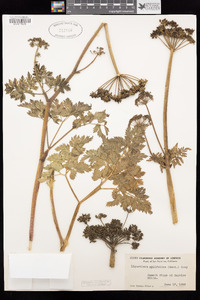 Ligusticum apiifolium image