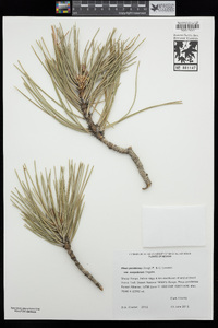 Pinus ponderosa image