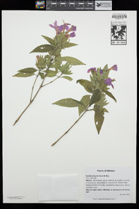 Image of Ruellia brevifolia
