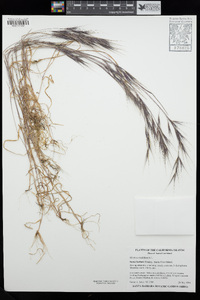 Bromus madritensis image