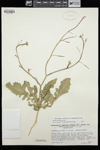 Brassica tournefortii image