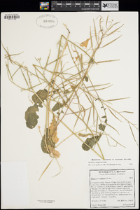 Brassica tournefortii image