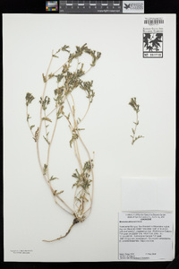 Mentzelia albicaulis image