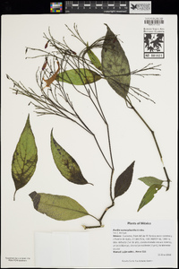 Image of Ruellia eumorphantha