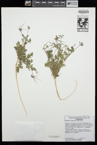 Erodium cicutarium image