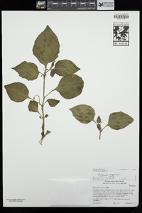 Solanum nigrum image