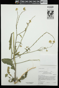 Rapistrum rugosum image