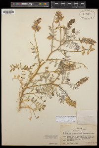 Astragalus palmeri image