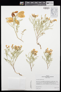 Astragalus whitneyi image