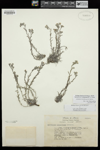 Antiphytum caespitosum image