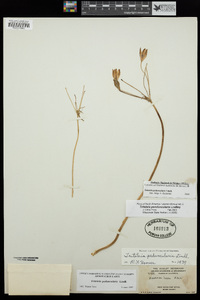 Triteleia peduncularis image