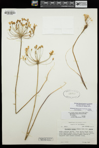 Bloomeria crocea image