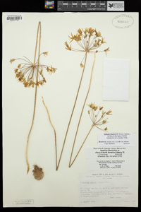 Bloomeria crocea image