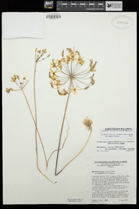 Bloomeria crocea image