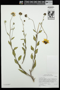 Encelia californica image