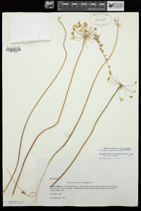 Bloomeria crocea var. aurea image