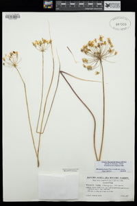 Bloomeria crocea var. crocea image
