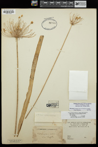 Bloomeria crocea var. crocea image
