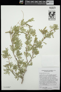 Prosopis pubescens image