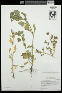 Chenopodium macrospermum image