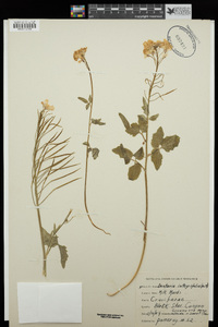 Cardamine californica image