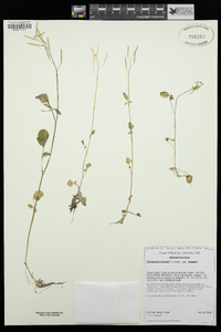 Cardamine breweri image