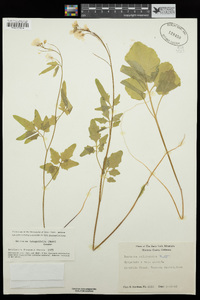 Cardamine californica image